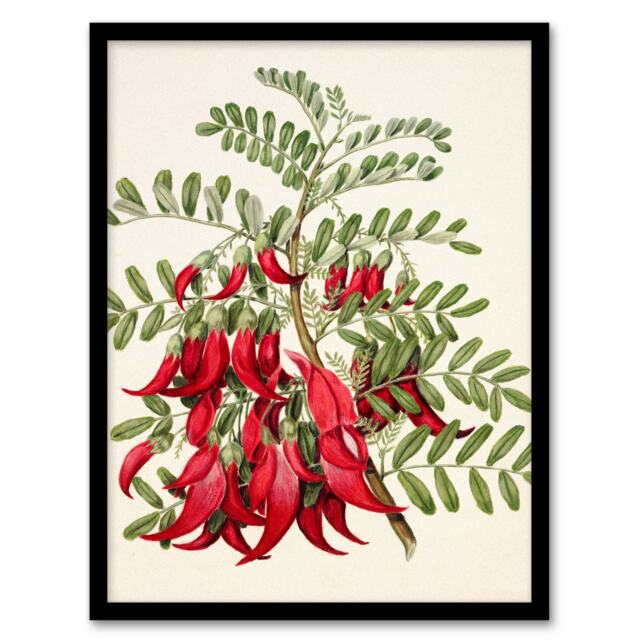 Sarah Featon Framed Wall Art New Zealand Kaka Beak Plant Flowers Home Décor