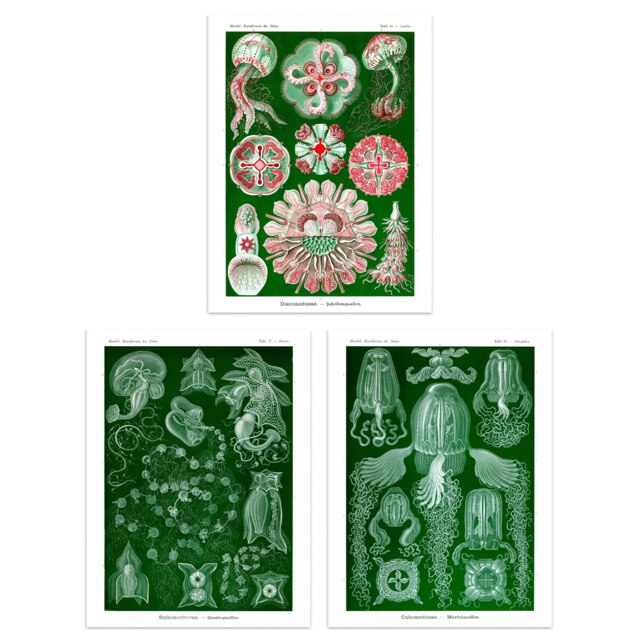 Set of 3 Jellyfish Green Pink Haeckel Vintage Marine Animal Study Wall Art Print A4