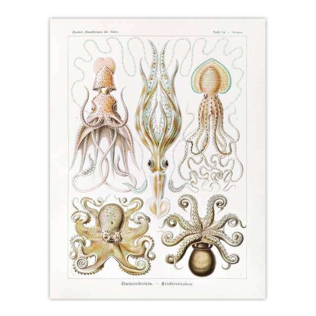 "Squid and Octopus Vintage s Haeckel Botanical Huge Wall Art Poster Print 24X32"""