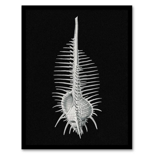 Ernst Haeckel Framed Wall Art Print Murex Sea Shell Sketch on Black Home Décor