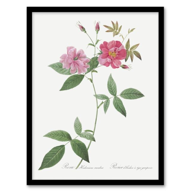 "Hudson Rosehip Botanical Redoute Vintage Framed Wall Art Print 12X16"""