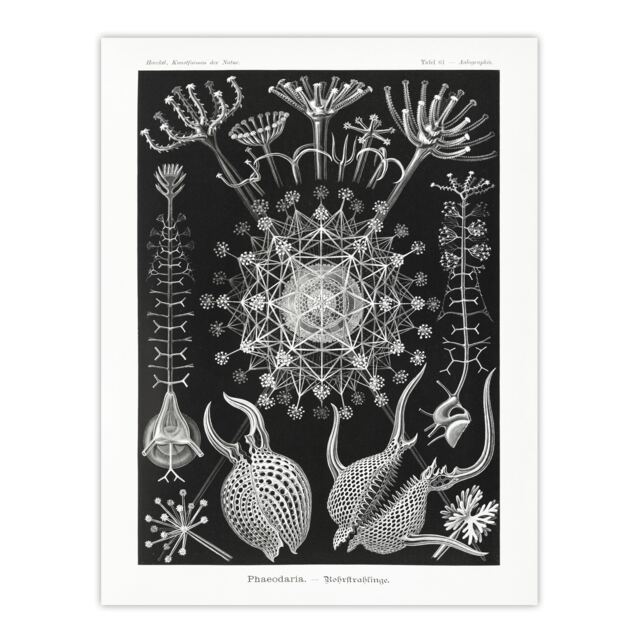 Phaeodaria Marine Life Haeckel Botanical Huge Wall Art Print 18X24 In