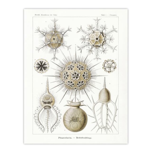 "Phaeodaria Amoeba Vintage Haeckel Botanical Huge Wall Art Poster Print 24X32"""