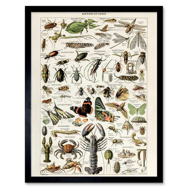 Millot Encyclopedia Arthropods Exoskeleton Animals Framed Wall Art Print