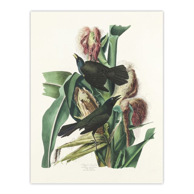 "Purple Grackle Crow Blackbird Audubon Nature Huge Wall Art Poster Print 24X32"""