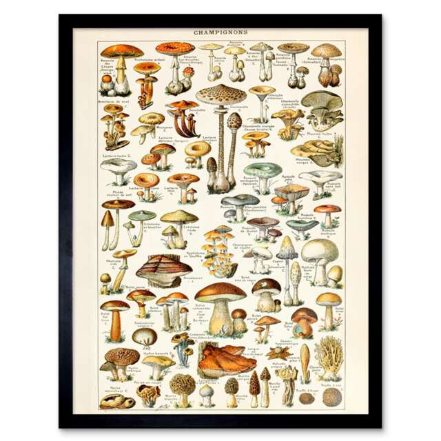 "Millot Encyclopedia Page Mushrooms Fungus 12x16"" Framed Wall Art Print"