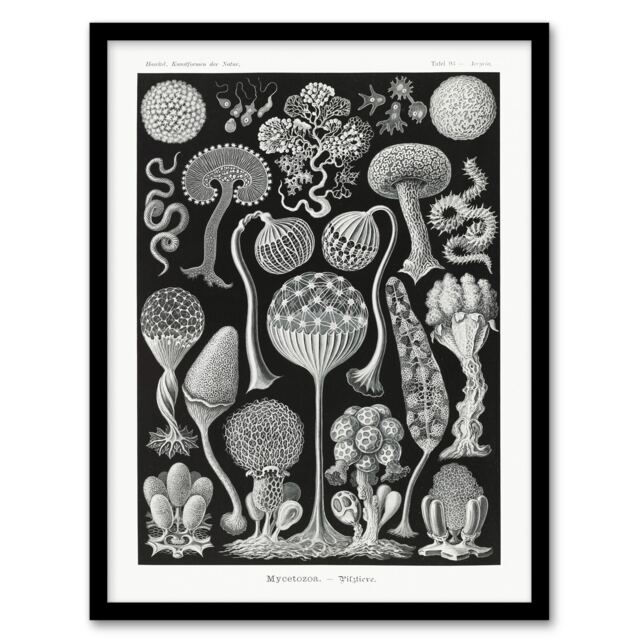 "Intricate Slime Molds Haeckel Botanical Framed Wall Art Print 12X16"""