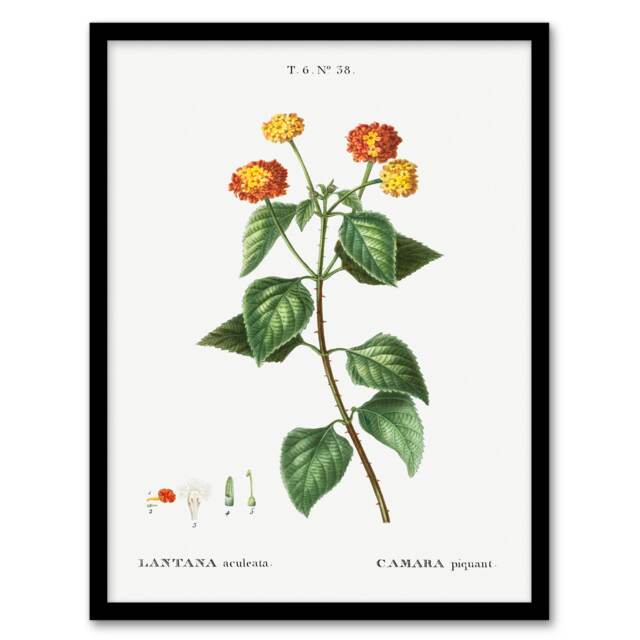 Redoute Framed Wall Art Lantana Plant Vintage Botanical Illustration Home Décor