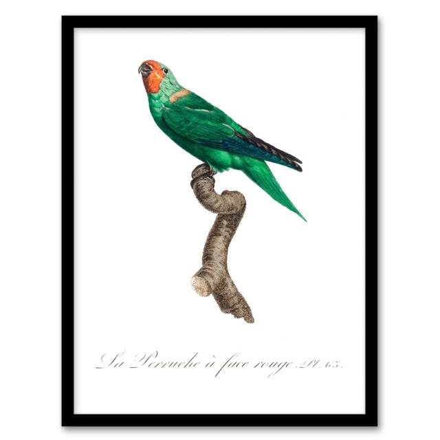 Francois Levaillant Framed Wall Art Print The Red Faced Parrot Home Décor