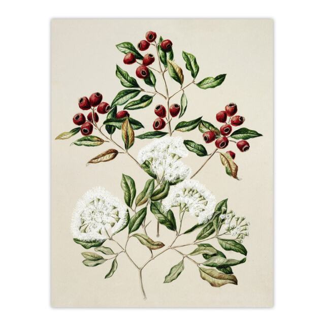 New Zealand Maire Tawake Tree Flowers Featon Huge Wall Art Print 18X24 In
