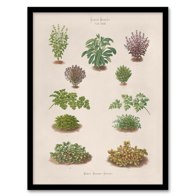 Ernst Benary Botanical Bushes Vintage Illustration Framed Wall Art Print A3