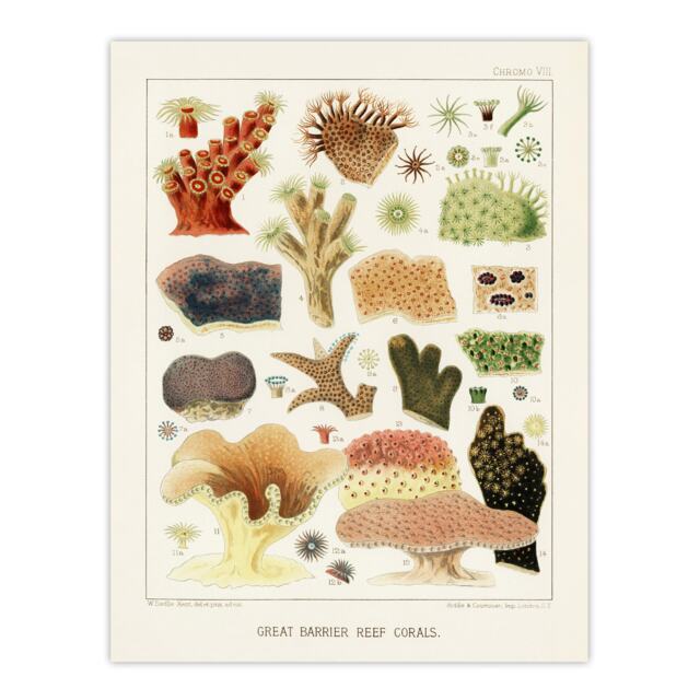 "Great Barrier Reef Corals Illustration Kent Huge Wall Art Poster Print 24X32"""