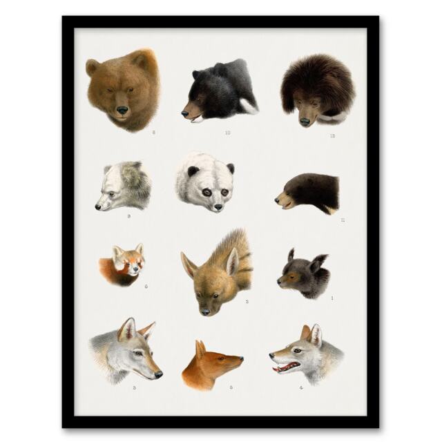 "Small and Large Animals Vintage Artwork Lydekker Framed Wall Art Print 12X16"""
