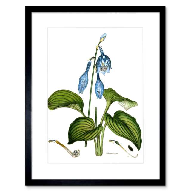 "Flower Blue Day Lily Hemerocallis Caerulea 9x7"" Black Framed Wall Art Print"