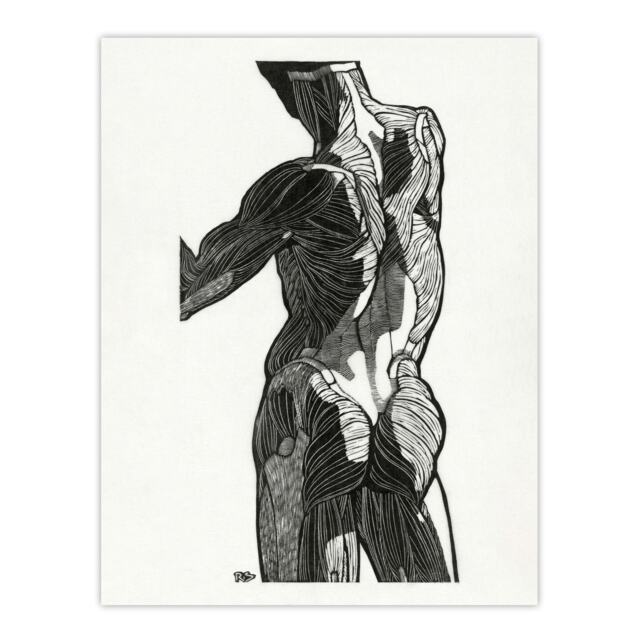 "Anatomical study of gluteal muscles Stolk Huge Wall Art Poster Print 24X32"""
