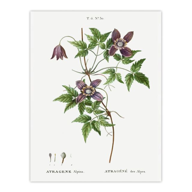 Alpine Clematis Flower Redoute Vintage Huge Wall Art Print 18X24 In