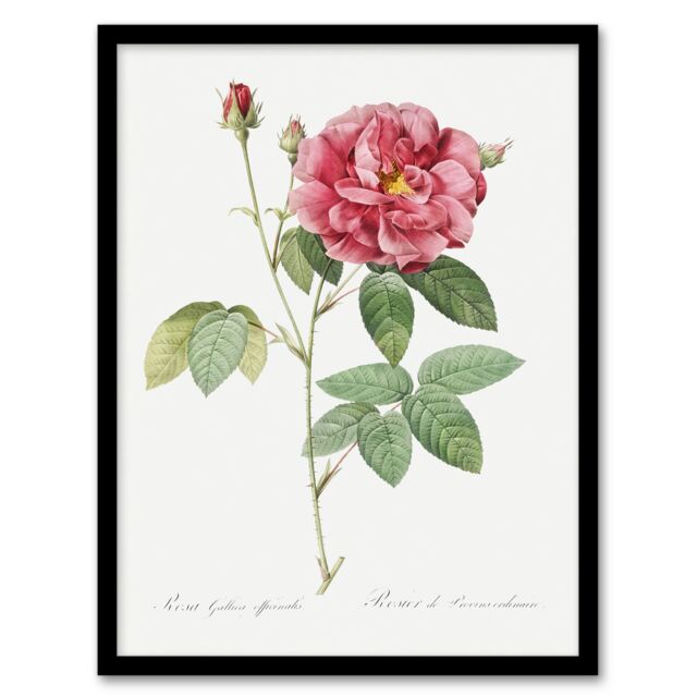 "French Rose Illustration Redoute Vintage Framed Wall Art Print 12X16"""
