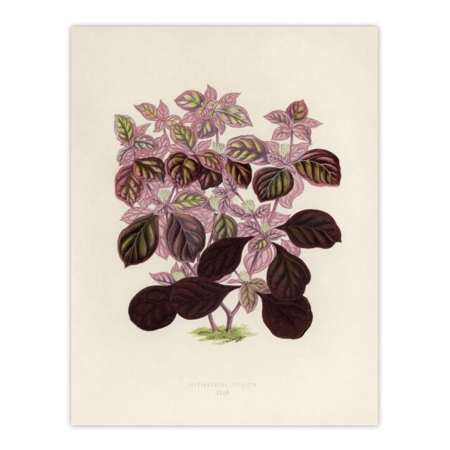 Joyweed Plant Vintage Botanical Artwork Fawcett Wall Art Poster Print