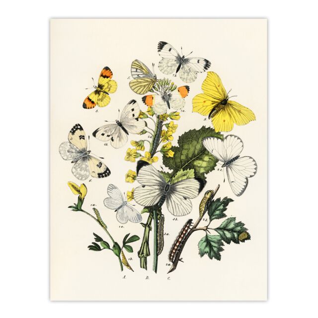 "Caterpillars and Butterflies Kirby Vintage Huge Wall Art Poster Print 24X32"""