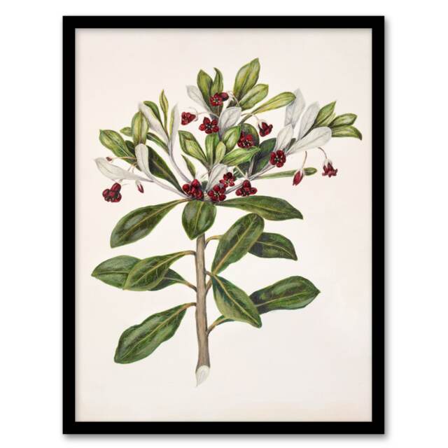 Sarah Featon Framed Wall Art Print New Zealand Kohuhu and Karo Plant Home Décor