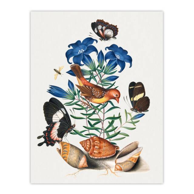 Red Avadavat Swallowtail and Shells Bolton Huge Wall Art Print 18X24 In