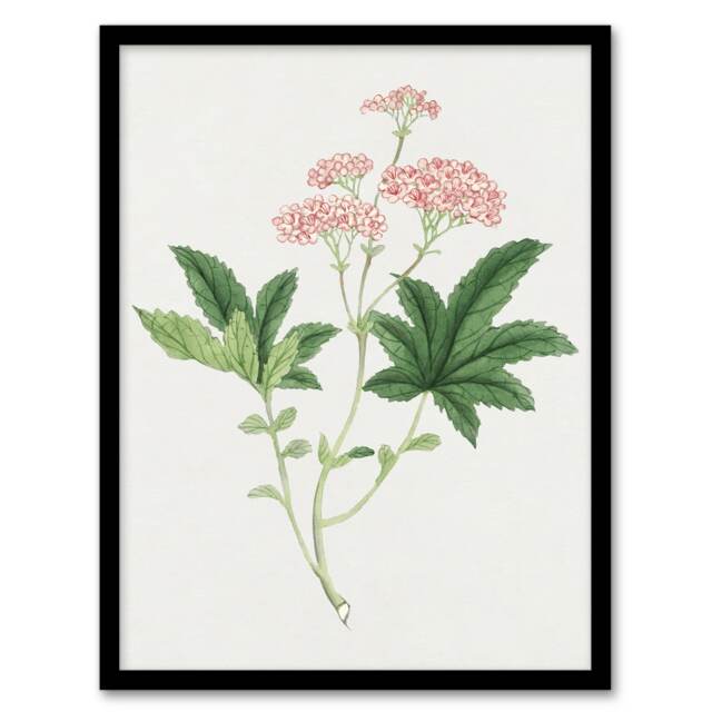 "Shimotsuke Flower Framed Wall Art Print Vintage Japanese Botanical 12x16"""