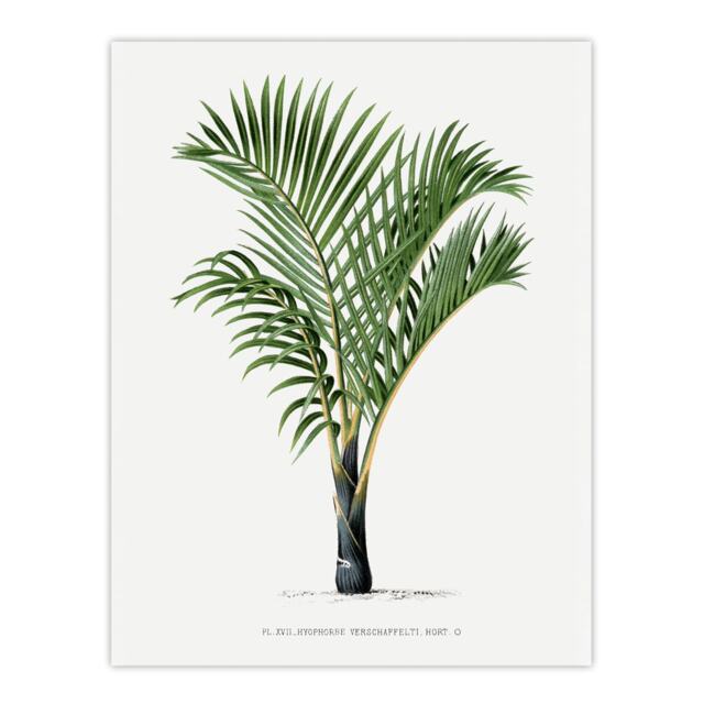 "Hyophorbe Verschaffelti Palm Tree Kerchove Huge Wall Art Poster Print 24X32"""