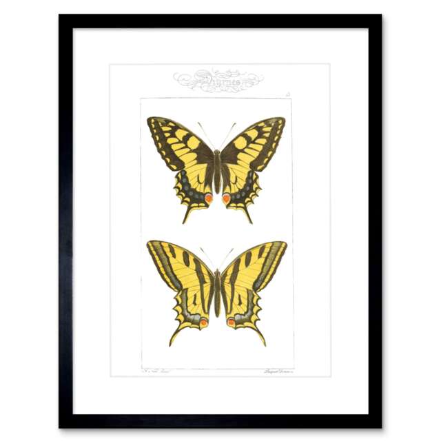 "Vintage Butterflies Black Yellow 9x7"" Black Framed Wall Art Print"