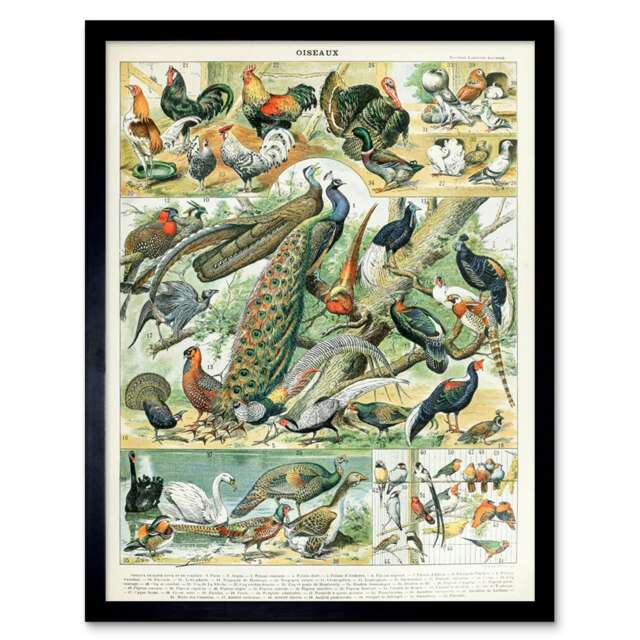 "Millot Encyclopedia Page Birds Peacock Chicken 12x16"" Framed Wall Art Print"