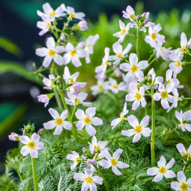 Hottonia palustris 11cm Basket x 2