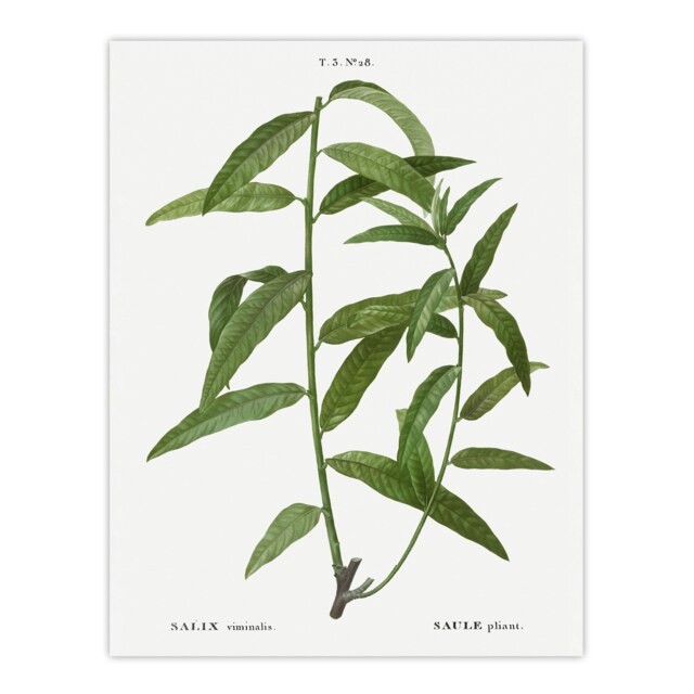 "Basket Willow Botanical Redoute Vintage Wall Art Poster Print 12X16"""