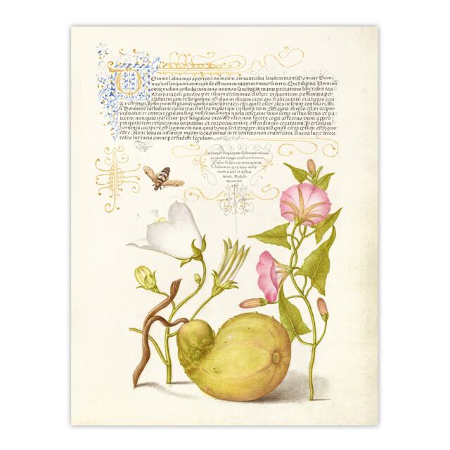 "Beetle Flowers and Gourd Calligraphy Wall Art Poster Print 12X16"""
