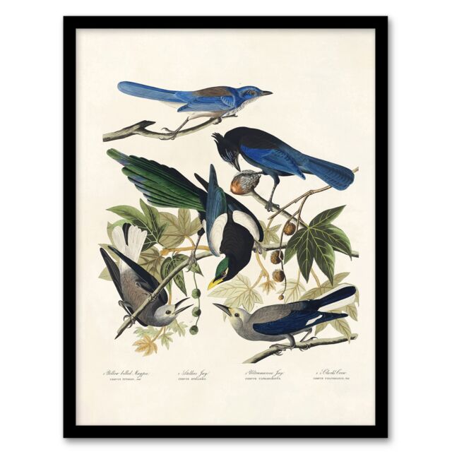 "Magpie Clarks Crow and Jays Audubon Nature Framed Wall Art Print 12X16"""