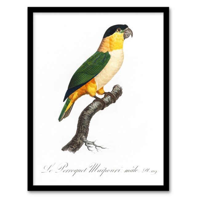 "The Black Headed Parrot Francois Levaillant Framed Wall Art Print 12X16"""