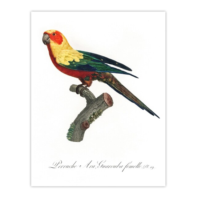 "The Sun Parakeet Parrot Francois Levaillant Huge Wall Art Poster Print 24X32"""