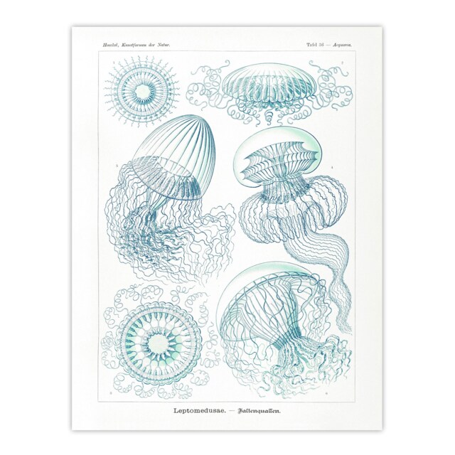 "Aequoreidae Jellyfish Marine Life Species Haeckel Wall Art Poster Print 12X16"""
