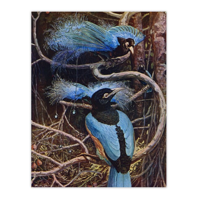 Blue Bird of Paradise Sir Henry Johnston Vintage Huge Wall Art Print 18X24 In