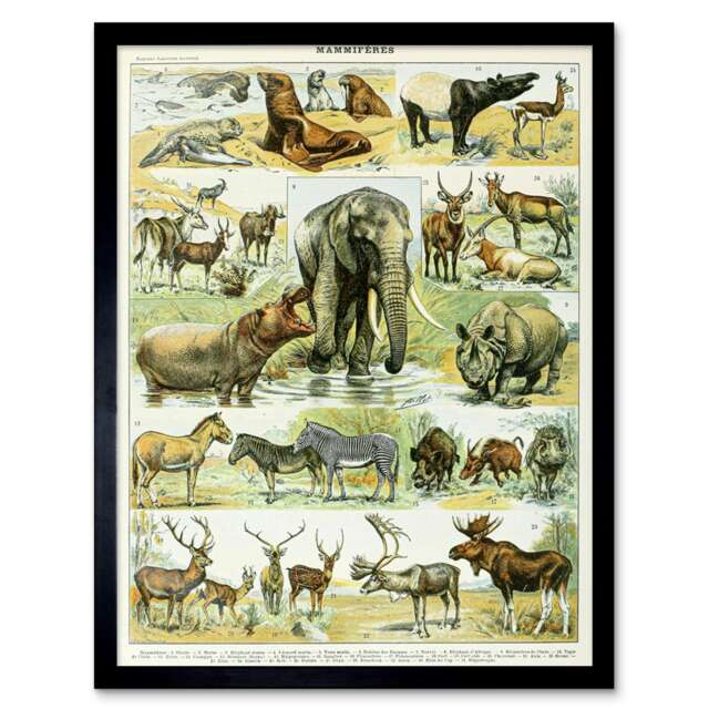 "Millot Encyclopedia Page Mammals Rhino Hippo 12x16"" Framed Wall Art Print"