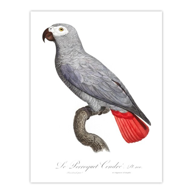 "Psittacus Erithacus Grey Parrot Levaillant Wall Art Poster Print 12X16"""