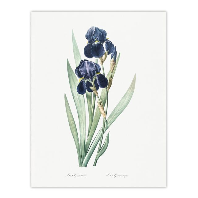 "Bearded Iris Botanical Redoute Vintage Huge Wall Art Poster Print 24X32"""