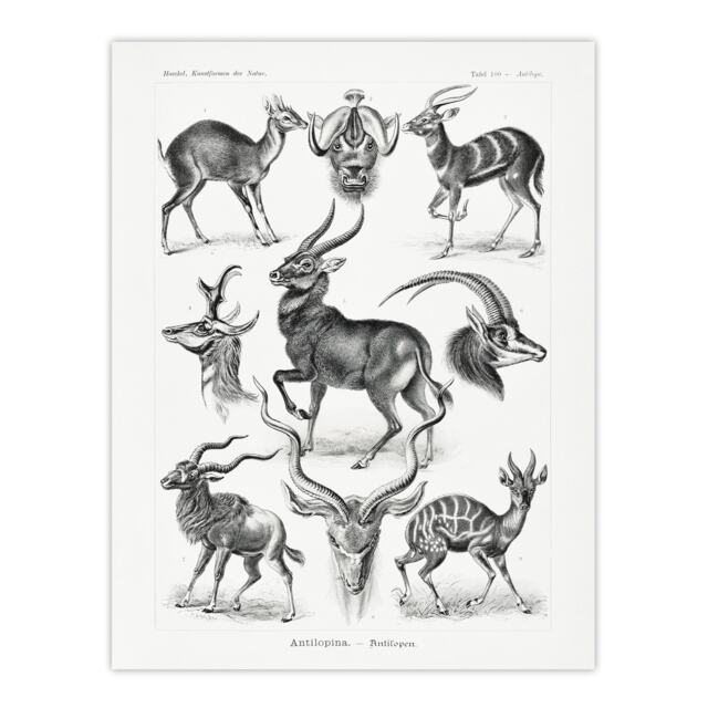 Antelope Savanna Africa Haeckel Botanical Huge Wall Art Print 18X24 In
