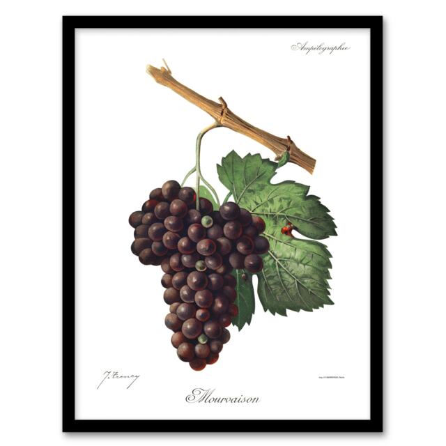 "Wine Grapes Mourvaison Ampelography Troncy Framed Wall Art Print 12X16"""