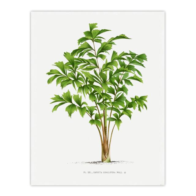 "Caryota Sobolifera Palm Tree Kerchove Huge Wall Art Poster Print 24X32"""