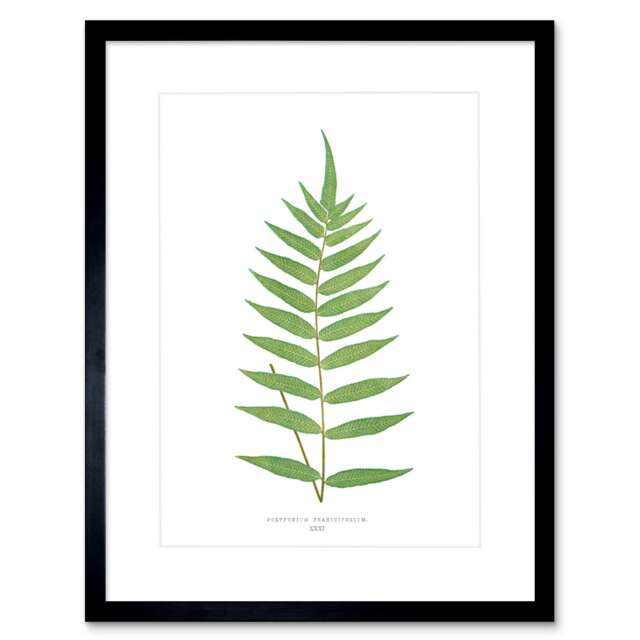 "Vintage Botanical Polypodium Fraxinifolium Fern Leaf 9x7"" Black Framed Wall Art Print"