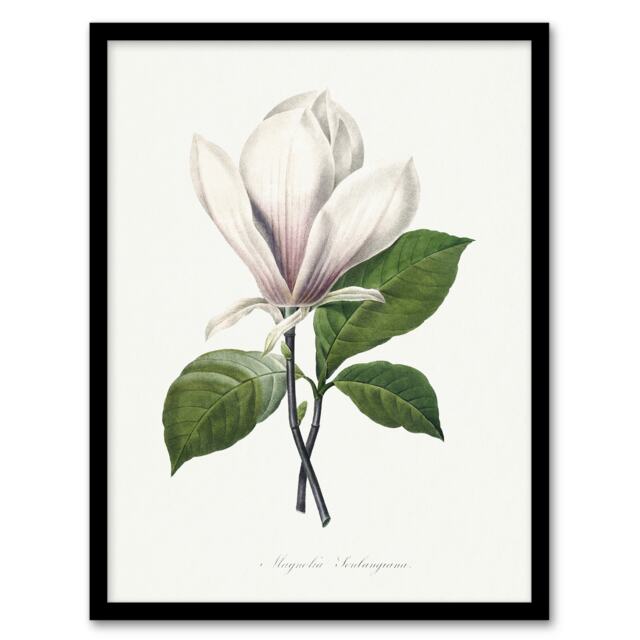 "Saucer Magnolia Flower Redoute Vintage Framed Wall Art Print 12X16"""