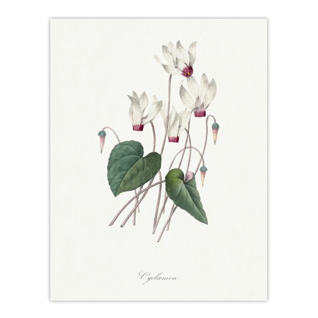 Cyclamen Floral Illustration Redoute Vintage Huge Wall Art Print 18X24 In