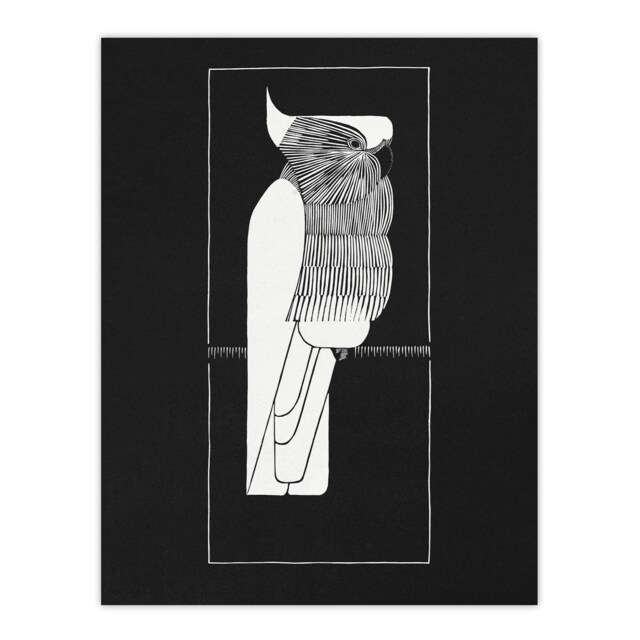 "Sulphur Crested Cockatoo Parrot De Mesquita Huge Wall Art Poster Print 24X32"""