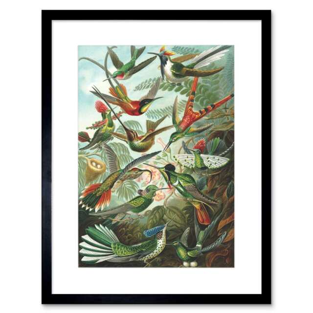 Nature Biology Bird Humming Ernst Haeckel Germany Framed Wall Art Print