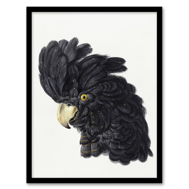 "Head of a Black Cockatoo Watercolour Schouman Framed Wall Art Print 12X16"""