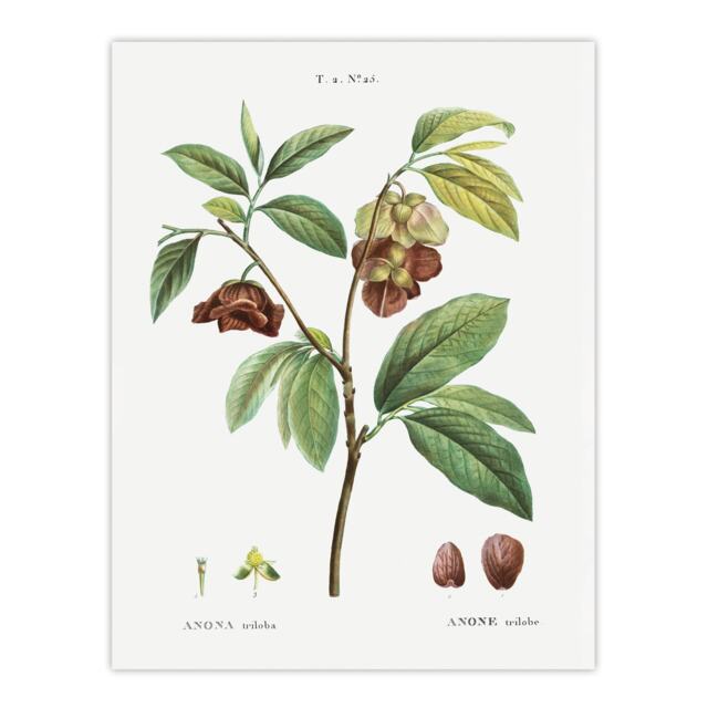 "Papaw Tree Botanical Redoute Vintage Wall Art Poster Print 12X16"""